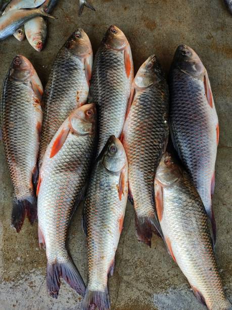 fresh rohu fish 